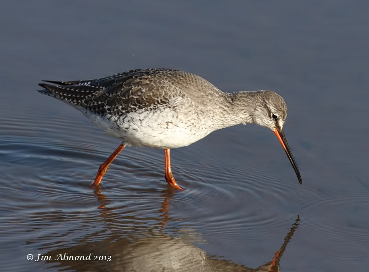 Spotted Redshank in shallow water Titchwell 2 3 13 IMG_4744